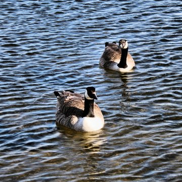 A picture of a Canada Goose