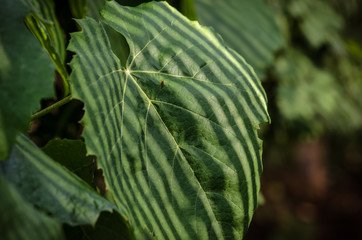 green leaves with pattern background