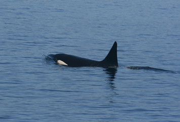 Male Orca Surfacing