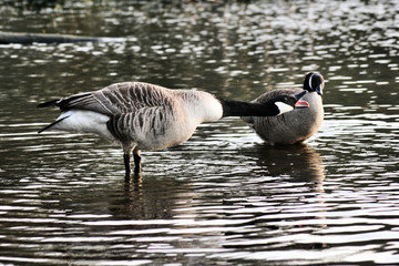 Obraz premium A picture of a Canada Goose