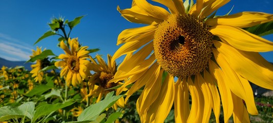 sunflower