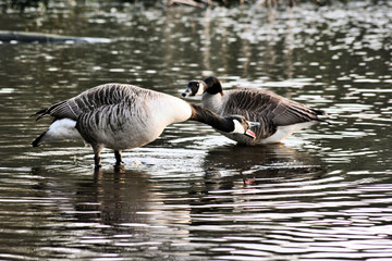 A picture of a Canada Goose