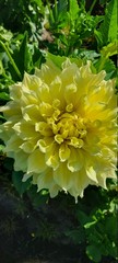 yellow chrysanthemum flower