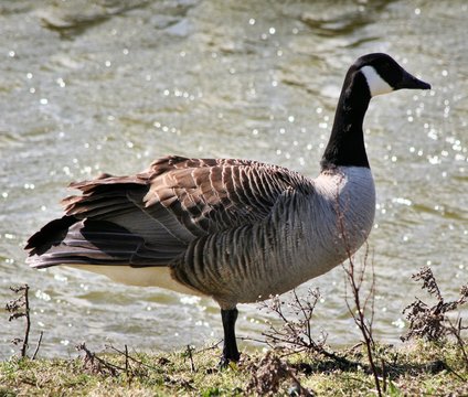 A picture of a Canada Goose