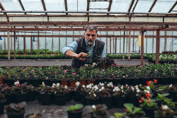 man working in flower nursery