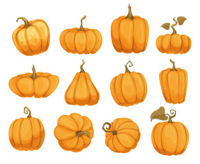 Cartoon pumpkin flat icons set. Orange and yellow autumn pumpkins. Different shapes and sizes of pumpkin or gourd vegetable. Collection farm harvest vegetables fresh and tasty