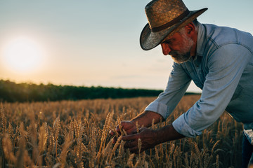 middle aged man on wheat field outdoor