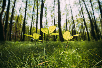 Growing Small Young Spring Sprigs Green Trees. Summer Sunny Day. Wide Angle