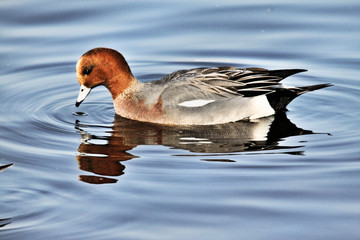 A view of a Canvasback Duck on the water