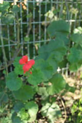 red flower in the garden