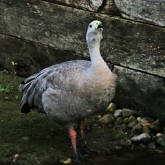 A close up of a Cape Barren Goose