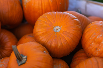 pile of pumpkins