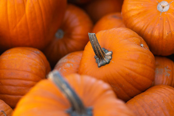 pumpkins for sale at market