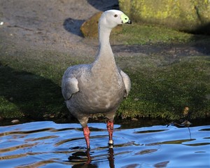 Fototapeta premium A view of a Cape Barren Goose