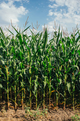 corn on corn field outdoor daytime