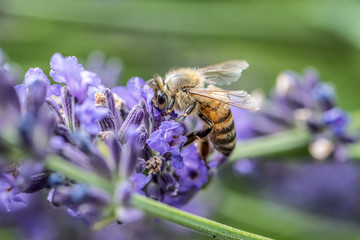 close up of a honey bee extracting nectar form the blooms on a lavender plant in organic garden - 372316350