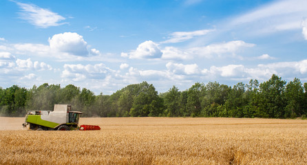 Combine harvester harvests ripe wheat in field, against of trees and beauty blue sky with clouds. Procurement of cereal seeds by reaping machine for flour production. Side view. Banner for web site