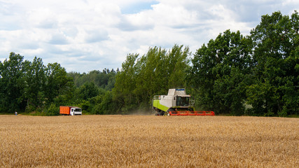 Obraz premium Combine harvester harvests ripe wheat in field against of trees and sky. Truck is waiting for unloading of grain from combine Procurement of cereal seeds with special equipment for production flour