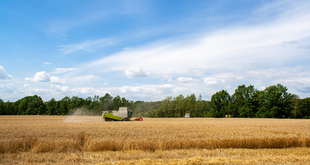 Fototapeta premium Modern combine harvester harvests ripe wheat in field, against of trees and blue sky with clouds. Trucks is waiting for the unloading of grain from reaping machine. View from afar side. Banner site