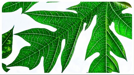 green leaves vector