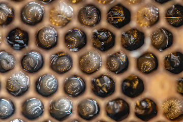 Honey bee beehive Wax Frame with bees breed, eggs and worms next generation