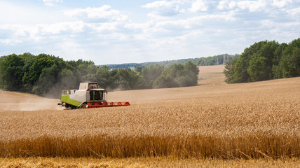 Combine harvester in distance harvests ripe wheat in field, against of trees and blue sky with...