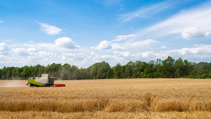 Modern combine harvester harvests ripe wheat in field, against of trees and blue sky with clouds. Procurement of cereal seeds by reaping machine in action. View from side afar. Banner for web site