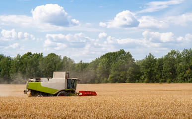 Obraz premium Modern combine harvester harvests ripe wheat in field, against of trees and blue sky with clouds. Procurement of cereal seeds by reaping machine in action. View from side, close up.