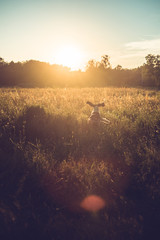 Naklejka na ściany i meble Happy Springer spaniel dog jumps on a field during sunset.