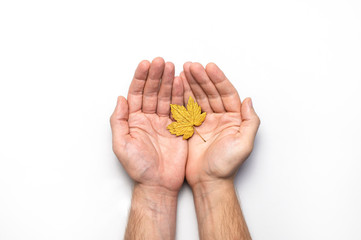 Male hands hold golden autumn leaves on white background top view copy space. Autumn minimalistic concept, Fall. Autumn background. Minimal floral design, Autumn composition. Golden twig