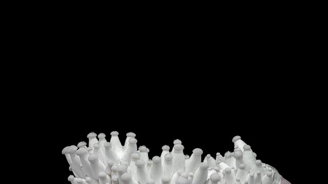 King oyster mushrooms, King trumpet mushroom growing time lapse