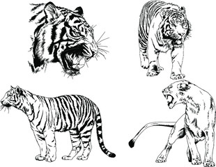 vector drawings sketches different predator , tigers lions cheetahs and leopards are drawn in ink by hand , objects with no background