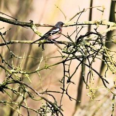 A view of a Chaffinch in a tree