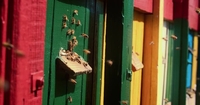 Colorful houses for domestic bees. A large number of bees fly to their uuli carrying honey. Slow motion
