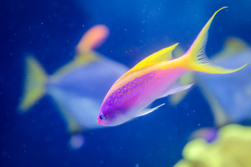 Nahaufnahme von tropischen Fischen in einem Riff.