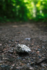 Styrofoam litter