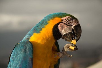 blue and yellow macaw ara