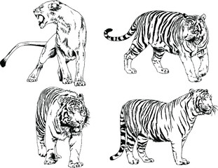 vector drawings sketches different predator , tigers lions cheetahs and leopards are drawn in ink by hand , objects with no background