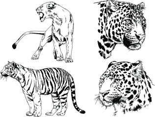 vector drawings sketches different predator , tigers lions cheetahs and leopards are drawn in ink by hand , objects with no background