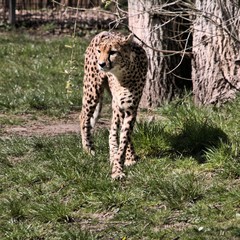 A view of a Cheetah