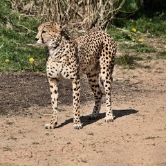 A view of a Cheetah