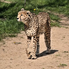Fototapeta na wymiar A view of a Cheetah