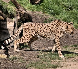 A view of a Cheetah