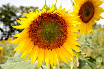 Sonnenblumen auf einem Feld recken sich der Sonne entgegen
