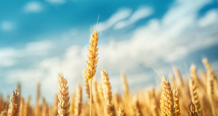 Wheat under blue sky