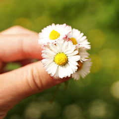 Finger halten Gänseblümchen