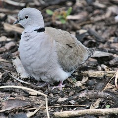 pigeon on the ground