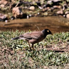 A common Myna Bird