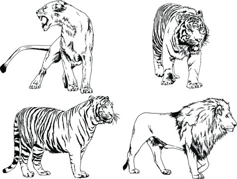 set of vector drawings on the theme of predators tigers are drawn by hand with ink tattoo logos