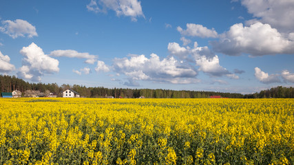 Obraz premium Rapeseed field in sunny weather